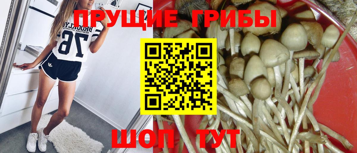 Галлюциногенные грибы Psilocybine cubensis  сколько стоит  Вход с VPN  Советск  Галлюциногенные грибы Psilocybe 